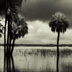 Palm Trees